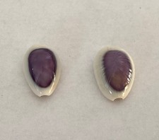 Coquillage cypraea cyprae d'occasion  Mandelieu-la-Napoule