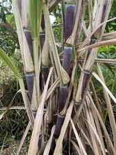 Organically grown sugar for sale  North Port