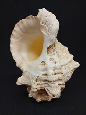 Conch shell. coral for sale  UCKFIELD