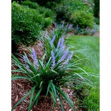 Liriope monkey mondo for sale  Birmingham