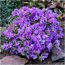 Dwarf rhododendron japonica for sale  PRESTON