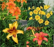 Four different colors for sale  Fairview