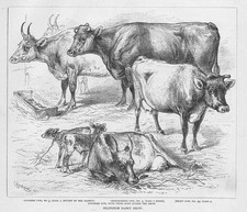 Islington dairy show for sale  GLASGOW