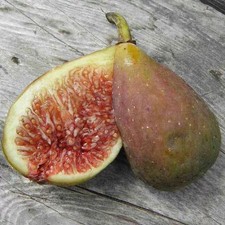 Ficus carica longue d'occasion Ficus carica longue d'occasion  Pouzauges
