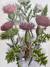 Antike chromolithographie zwer gebraucht kaufen  Versand nach Germany