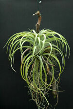 Tillandsia utriculata air usato  Torino