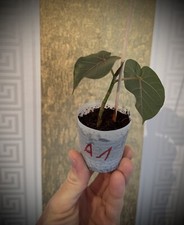 Ficus abutilifolia pflanze gebraucht kaufen  Kassel