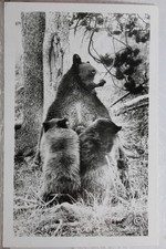 Animal bear postcard for sale  Wilmington