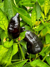 ungarn paprika gebraucht kaufen ungarn paprika gebraucht kaufen Waigolshausen