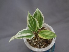 Hosta longipes koutei d'occasion  Expédié en Belgium