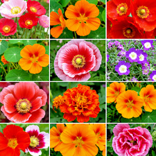 1200 seeds wildflowers for sale  Greenville