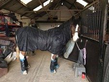 Magnetic horse rug for sale  COALVILLE