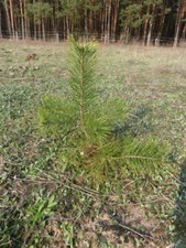waldkiefer gebraucht kaufen waldkiefer gebraucht kaufen Templin