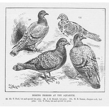 Homing pigeons aquarium for sale  GLASGOW