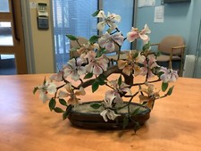 jade bonsai for sale jade bonsai for sale HYDE