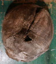 Red oak knot for sale  Lincoln