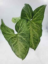 Large syngonium podophyllum for sale  Fort Lauderdale
