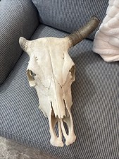 Bovine skull cow for sale  Port Charlotte