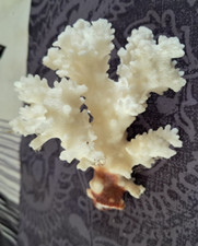 Corail ancien provenant d'occasion  Cassel