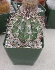 Melocactus azureus blue for sale  La Mirada