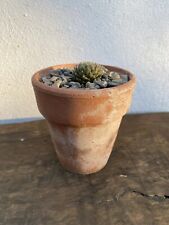 Vintage terracotta pots for sale  LEATHERHEAD