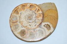 Fossile nautile marbre d'occasion  Angoulême