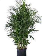 Bamboo palm live for sale  USA
