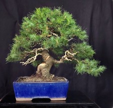 Bonsai pino anni usato  Venezia