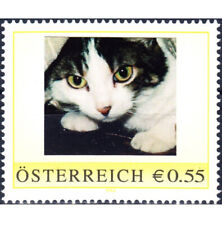 echte katzen gebraucht kaufen  Ranstadt