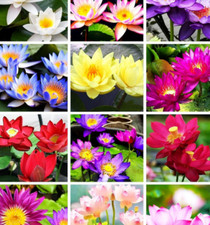 Pcs bowl lotus for sale  Sugar Land