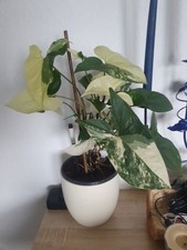 Pflanze syngonium albo gebraucht kaufen  Seesbach
