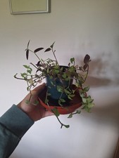 Pot various tradescantia for sale  CHELTENHAM