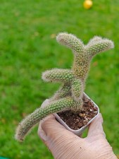Monkey tail cristata for sale  DARTFORD