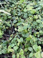 Ficus repens piante usato  Terlizzi