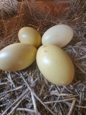 Rhea eggs 3 for sale  MACCLESFIELD