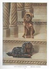 Brussels griffon king for sale  Tampa