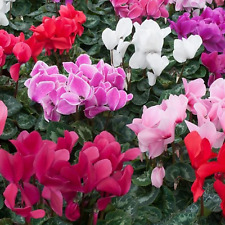 Cyclamen garden plants for sale  UK
