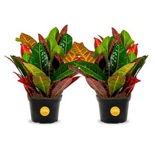 Croton petra live for sale  Brentwood