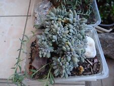Belle crispation plante d'occasion  Saint-Cyprien