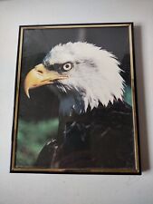 American bald eagle for sale  Saint Charles