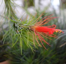 Tillandsia funckiana pianta usato  Napoli