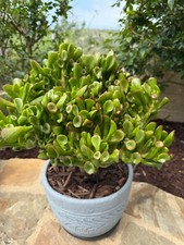 Live gollum jade for sale  San Clemente