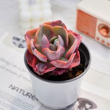 Echeveria beyonce variegated for sale  Northport