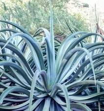 Octopus agave vilmoriana for sale  Homosassa