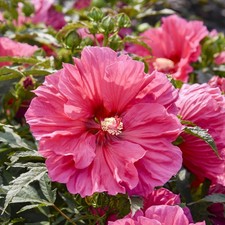 Watermelon ruffles hardy for sale  Waterloo