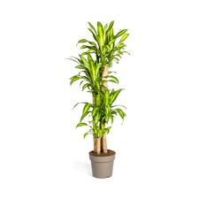 Dracaena fragrans massangeana gebraucht kaufen  Düsseldorf
