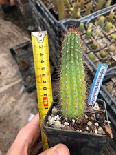 Hildewintera nahefalther plant usato Hildewintera nahefalther plant usato  San Marco Evangelista