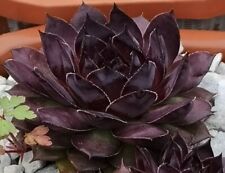 Sempervivum mephisto rosette gebraucht kaufen  Selters