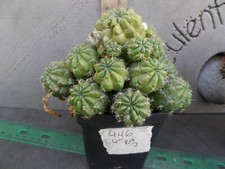 Echinocereus cactus 446 for sale  Deland