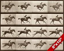 Animal horse locomotion for sale  South Jordan